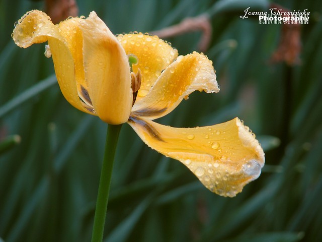 Tulipan
