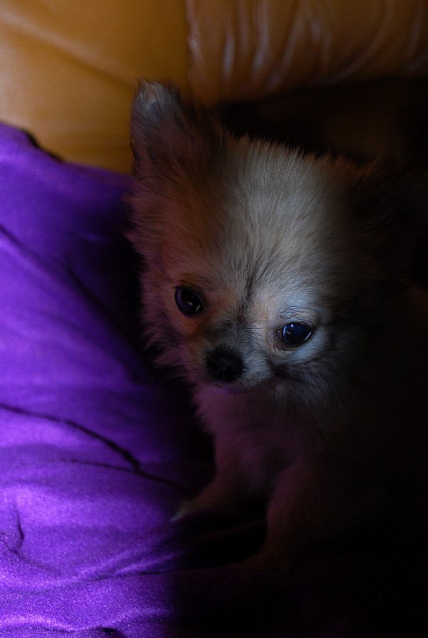 Chihuahua