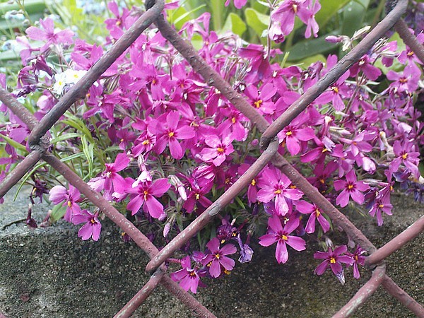 Pink Power ;p
