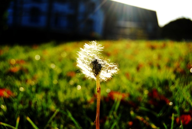 Kwiatek:))