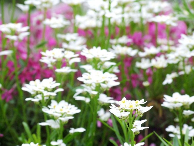 pink & white