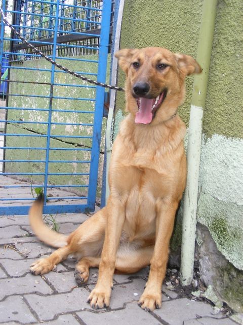 GAPA