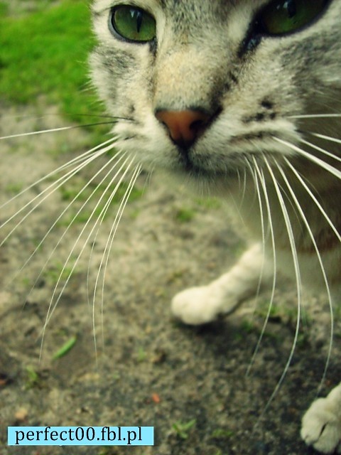al