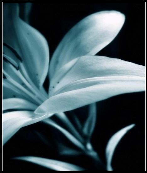 11 biaych lilii