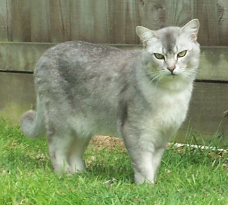 Kot Burmilla