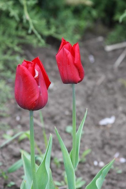 Tulips