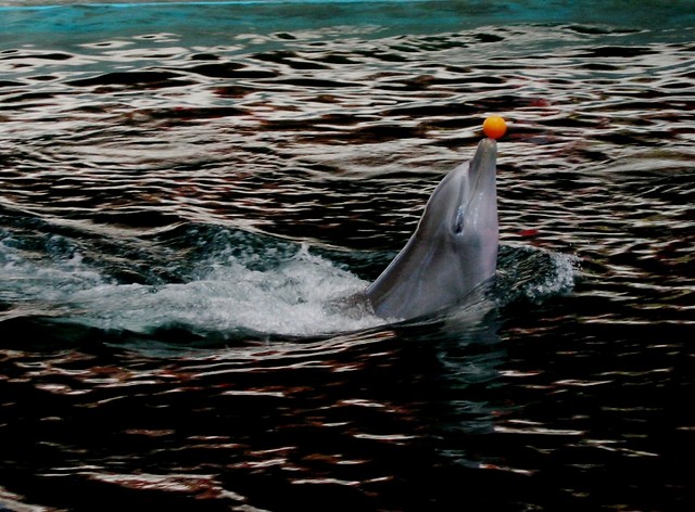 Delfin