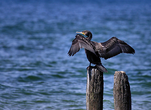 Kormoran czarny  (Phalacrocorax 