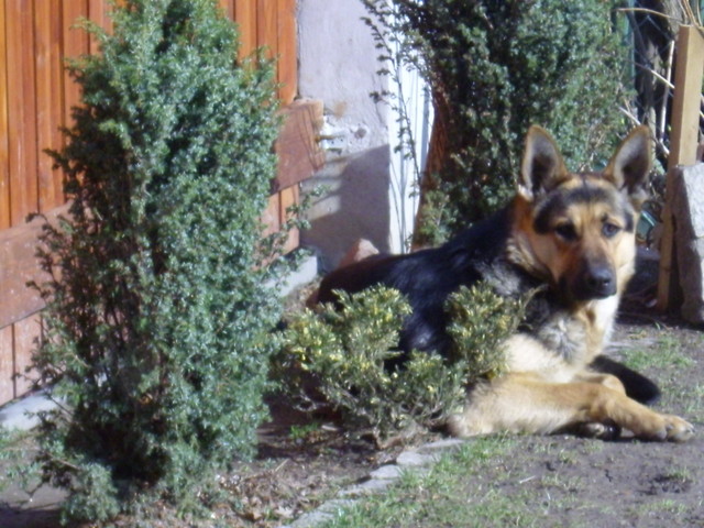Mj piesek Hector ;D