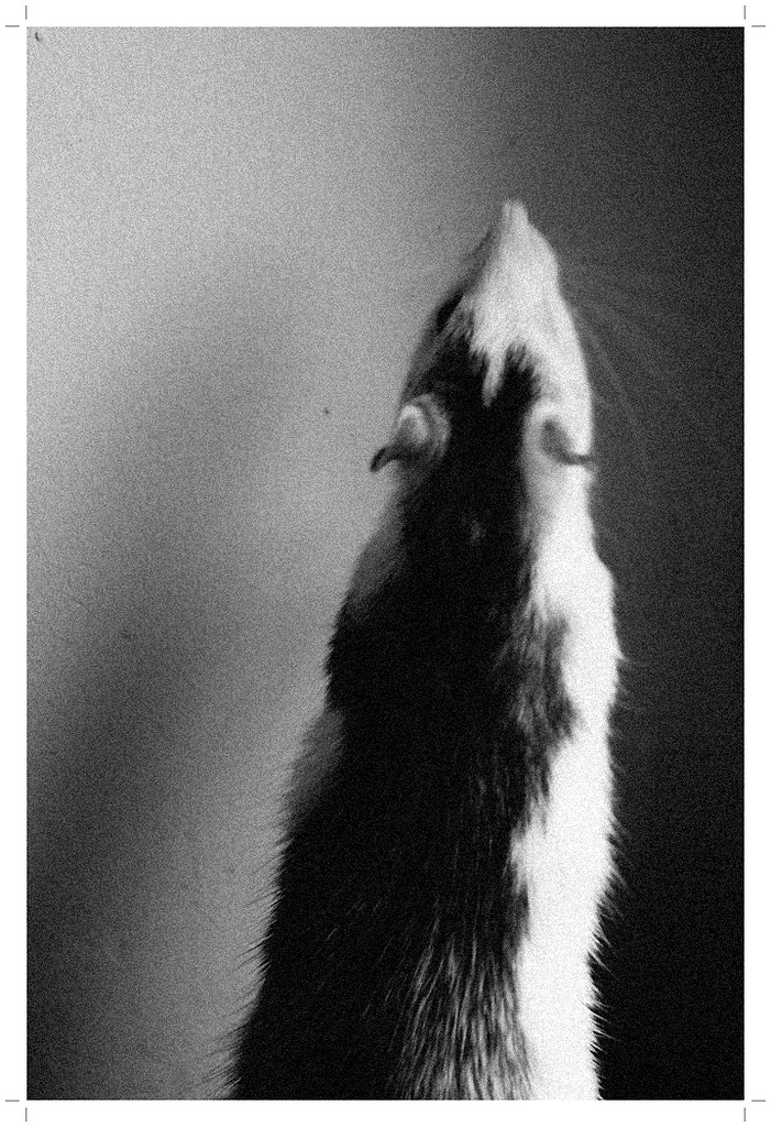 nic