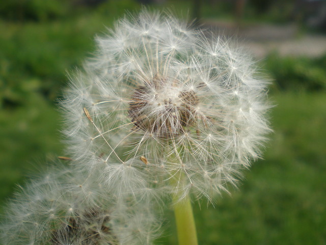 Fauna i Flora.