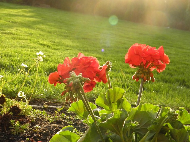 Pelargonie....