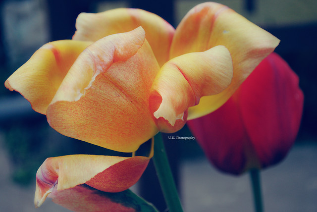 Tulipan