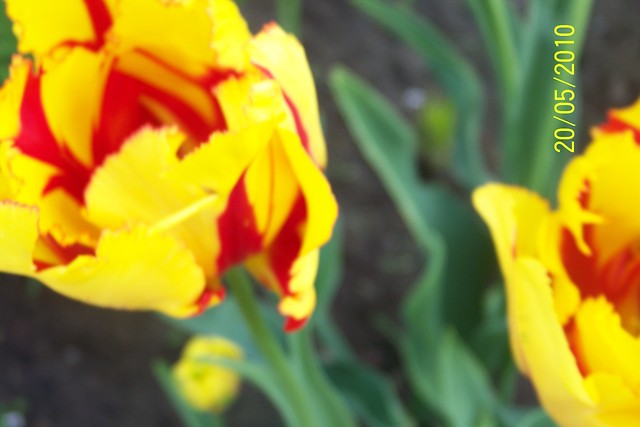 tulipanki