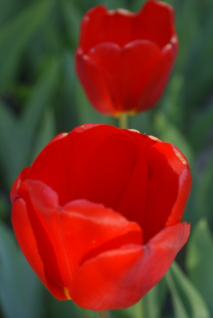 Tulipany. 
