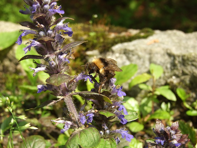 Bzzz