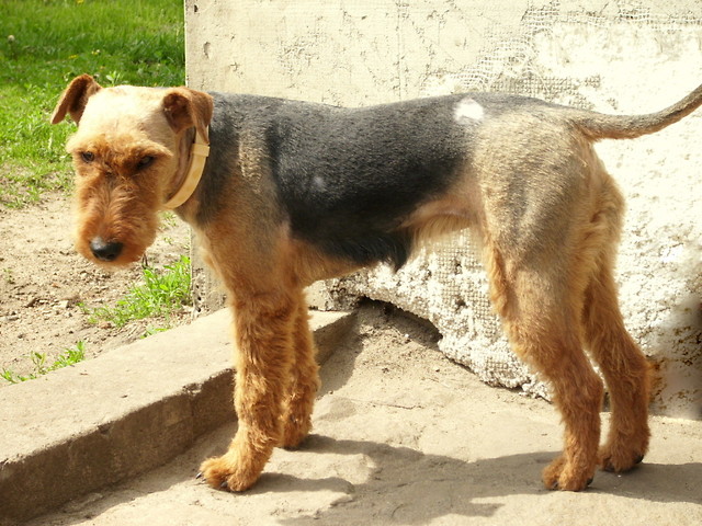 Terier walijski.
