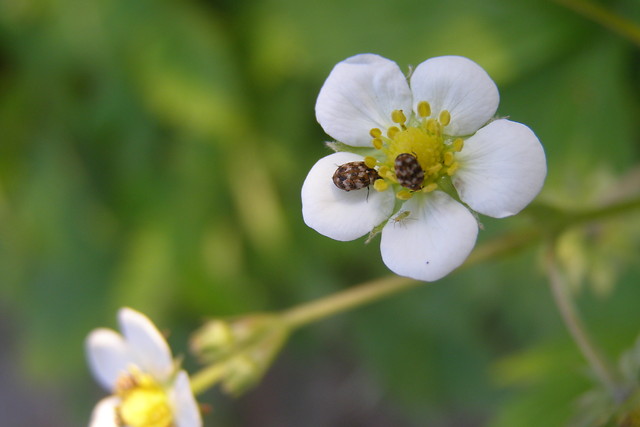 1. white flower