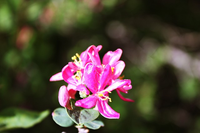 Dolina
