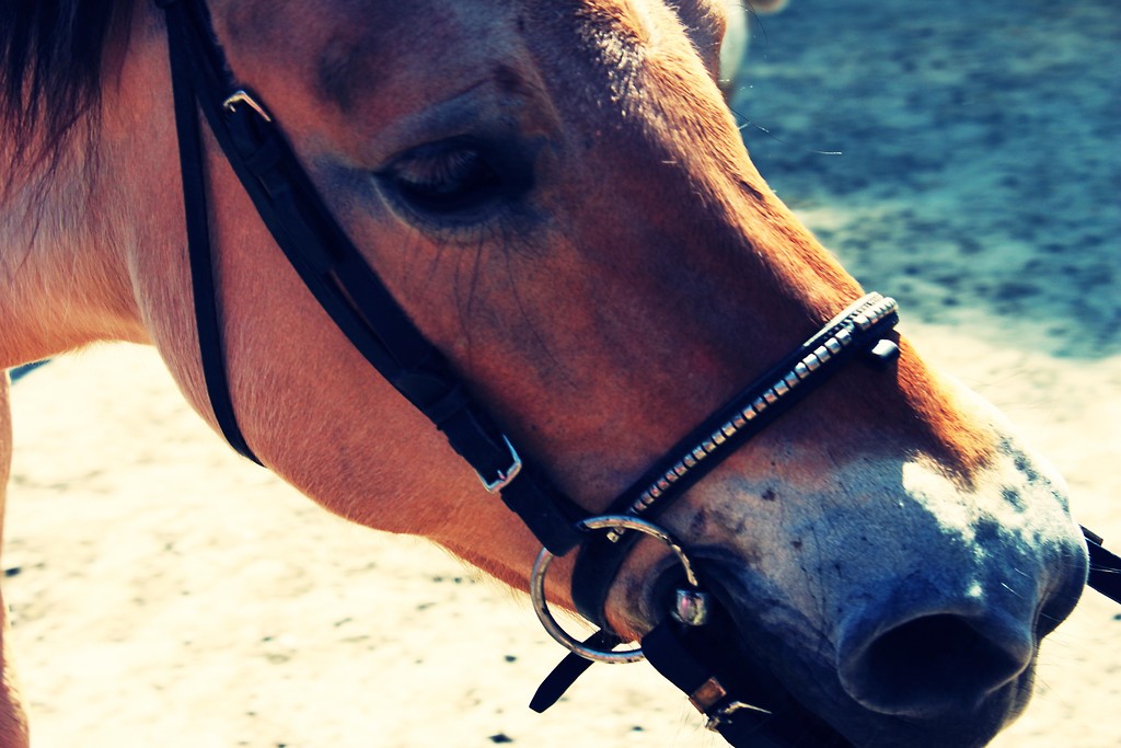 konik 