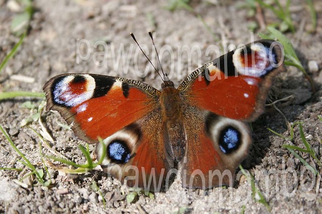 Motyl