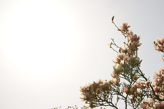Magnolia.