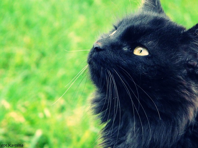 niczyja.