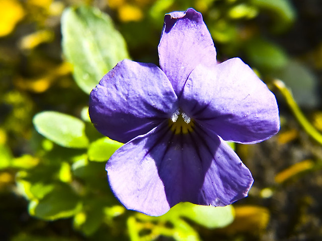 Flowerr