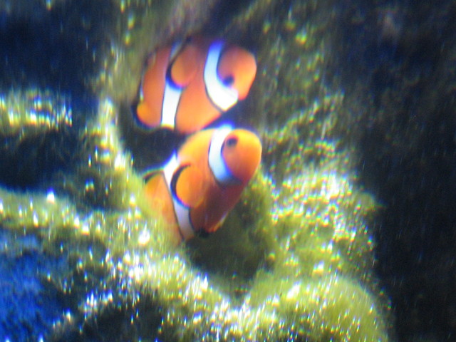 malowany Nemo ;p