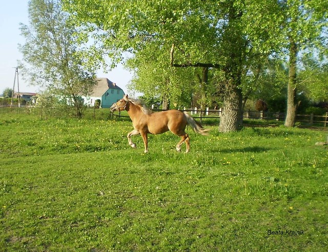 malina