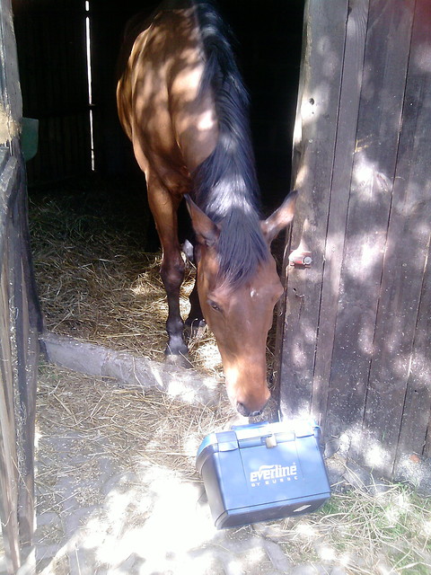 Gucio ;*