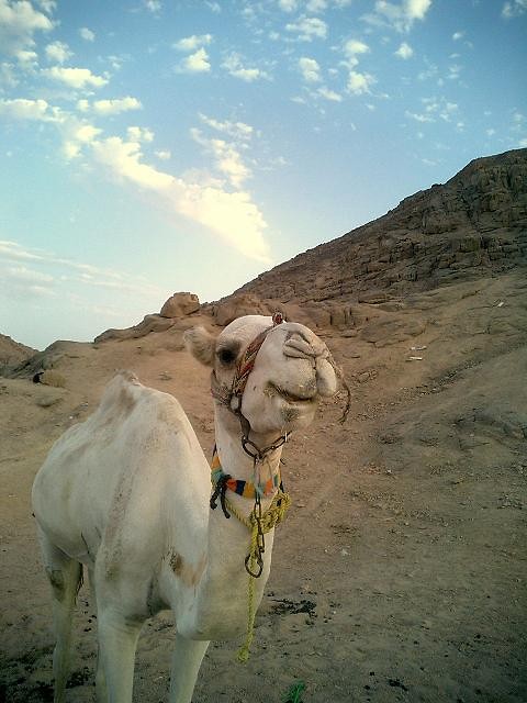 Camel :)