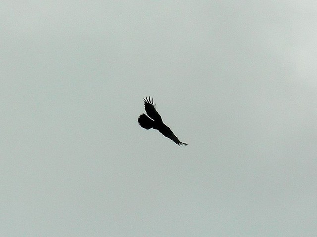 Looking for the ravens