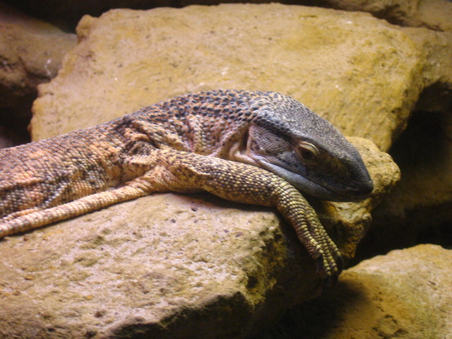 staruszek.