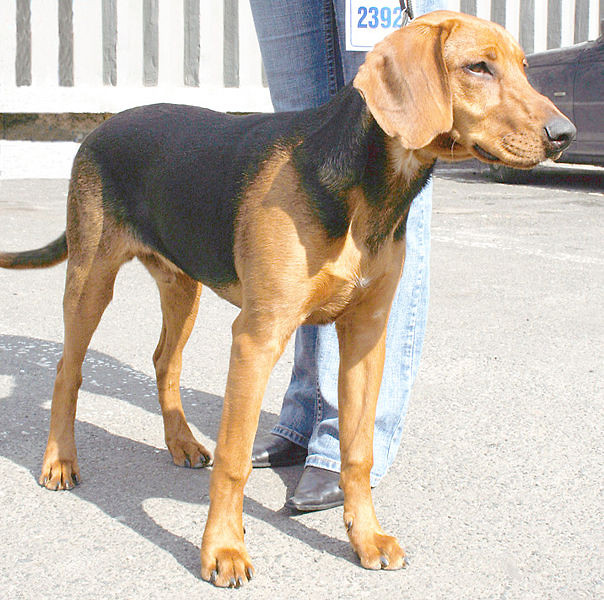 GOCZY SCHILLERA