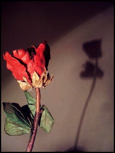 Rose - sztuczna natura.