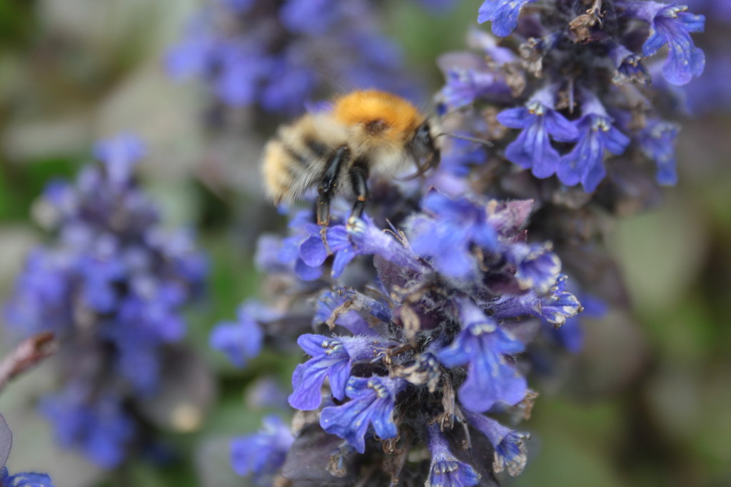 bzzz