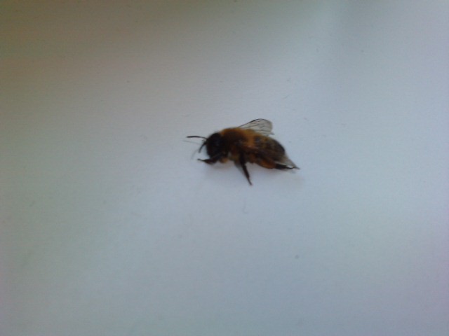 oooosa. ;d