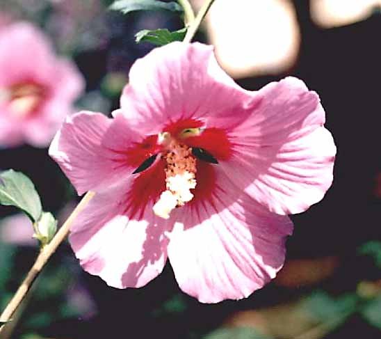 hibiskus ; d