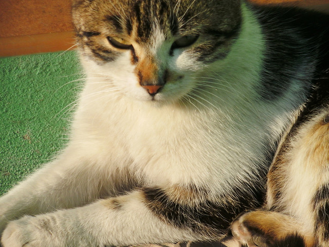 01. Maciu