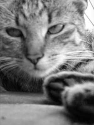 Kiciu