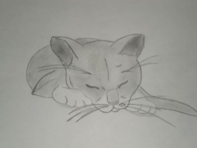 Kotek