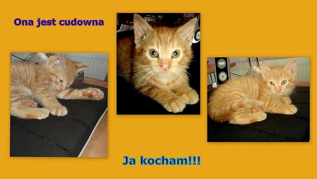 Moja kochana kotka.