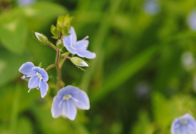 Myosotis.
