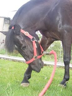 mojaa       :***