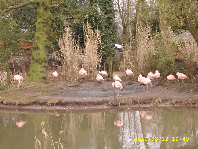 Flamingi :)