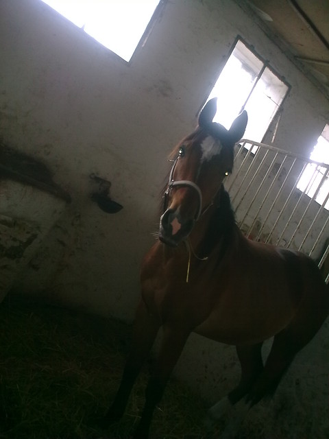 Edek ; *