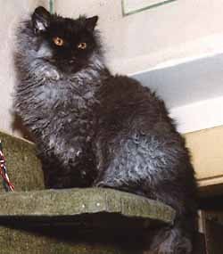 Kot bohemian rex