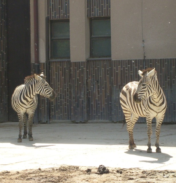 zebra x2. 