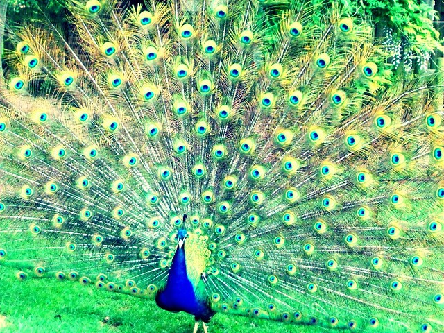 Peacock 